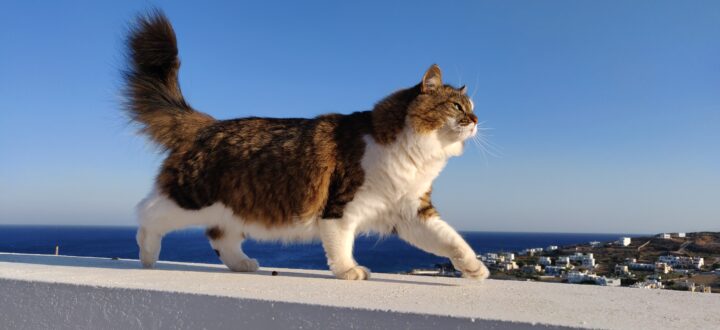 picture of a cat walking proudly